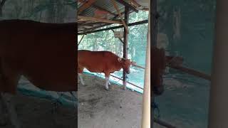 Sapi Termahal di dunia || tidurpun pake kelambu luar biasa