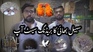 Sohail Bhai K Lovebirds | Conure | Fawn Java | Ringneck K Setup Ka Visit | Breeding Setup