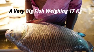 A Very Big Fish Weighing 15 kg Was Cut | Excellent Fish Cutting Skills | Nice View Of The Fish