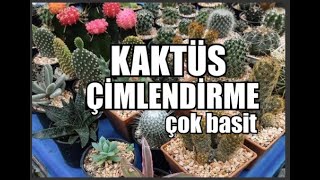 Kaktüs tohumu nasıl ekilir? | Kaktüs Tohumu Çimlendirme | Kaktüs Toprağı Hazırlama