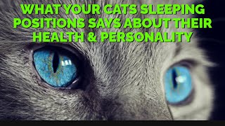 What Your Cats Sleeping Positions Says About Their Health & Personality