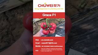 Indeterminate Pink Beef Tomato with TY&FCRR resistance