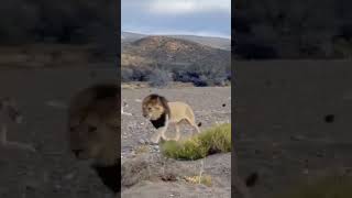 Lion vs Rhino: Showdown in the savannah