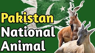 Pakistan national animal | national animal of pakistan | #shorts #pakistan #nationalanimal