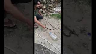 Captured a dangerous snake and then left in the jungle قبض على ثعبان خطير ثم تركه في الغابة