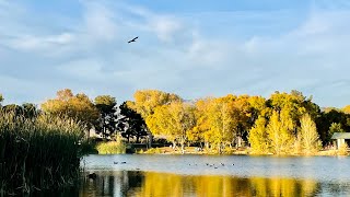 Paradise is Real @Floyd Lamb Park #peaceful #autumn #fallseason #yellowleaves