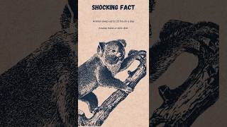 Unbelievable Koala Fact #shorts  🐨ིྀ