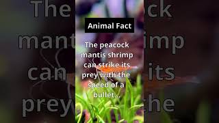 Animal Fact: 🦐👊 Fastest Punch! #shorts #nature #animals #facts #ocean #shrimp