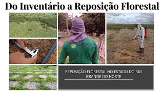 Do Inventário a Reposição Florestal