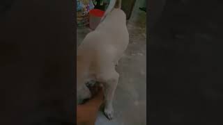 ANJING LUCU 05 #anjing #anjinglucu #shorts