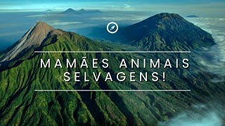 Mamães Animais e Selvagens!