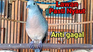 Perkutut lokal gacor Pancingan Anti gagal Lawan pasti nyaut bikin gacor.