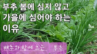 부추 가을에 심어야 하는 이유# 부추잘키우기#부추#부추쉽게키우기#부추잘키우는방법#조선부추#농사유튜브