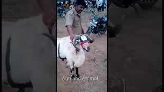 Gudur Market sheep market #short