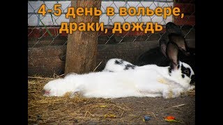 Вольер, 4 и 5 день, Рыжик на свободе, драки, дождь.