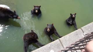 Feeding animals at Marineland Canada