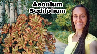 Aeonium Sedifolium  # Dicas de Cultivo com Sucesso