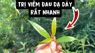 Loại Lá trị viêm đau Dạ Dày rất nhanh. Phan Hải Vlog