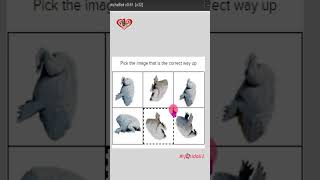 Pick the image that is the correct way up #funcaptcha #rjahidali1 #2captcha #shorts#viral#shortvideo