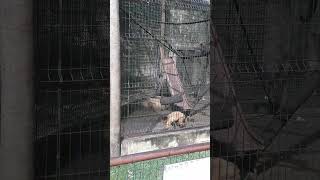 Macaco Prego - Zoológico Municipal de Piracicaba - Paraíso da Criança. (Mar/2023)