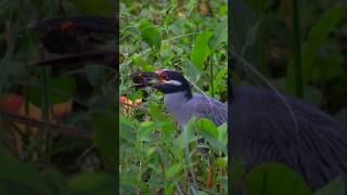 Brazos Bend State Park Photo Slideshow. Birds & Alligators. Pics taken 7.22.23 - Needville, TX