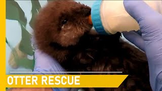 A tearful journey to rescue injured otters | Animal rescue compilation