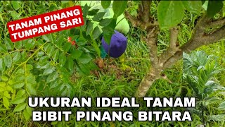 UKURAN IDEAL TANAM BIBIT PINANG BETARA SEKALIGUS TUMPANG SARI