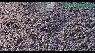 Le Bitume A Froid - North Algeria Asphalt الزفت البارد - شمال افريقيا