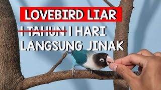 Oroe Burung Lovebird