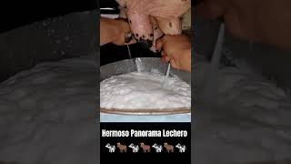 Hermoso panorama lechero #ganaderia #ordeño 🐄🐂✅🥛