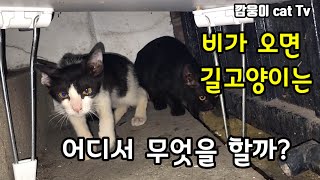 비를맞고 하염없이 나를 기다리는 길고양이