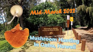 Mushroom Hunting in Oahu, Hawaii! (Subtitle CC) 在夏威夷采蘑菇