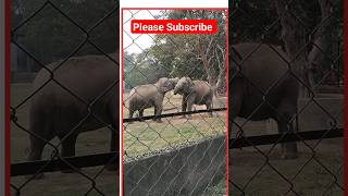 alipore zoo kolkata | elephant | alipore zoological garden | kolkata chiriakhana