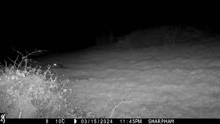 Fox & stoat caught on night-vision camera trap at Sharpham