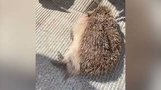 Saving injured hedgehog from danger at wild | Animal rescue compilation