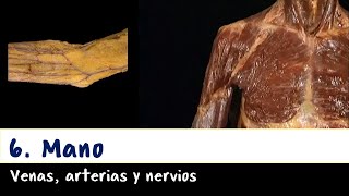 Extremidad superior - 6. Mano, venas, arterias y nervios