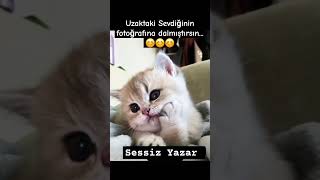 Sevdiğine yolla da  bilsin😊 #sessizyazar #cat #kedi #shorts #keşfet #öneçıkar #video #gece #türkiye