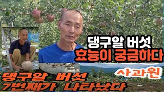 지리산 정영농장 댕구알 버섯 효능 무료체험 예정