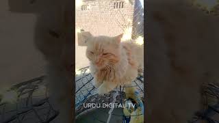 African cat #shorts #catshorts #viralcat #catvideos2024