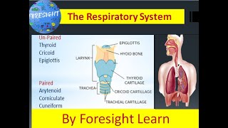 The Respiratory System part  2