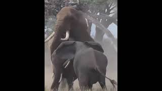 sex moment in the elephant world (watch full video)book a safari with us now +256775927484,