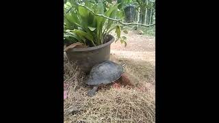 kura-kura ambon,Namanya "matar" #hewanunik  #tortoise #palembayan #kurakuradarat