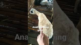 Ciri kambing dara sedang hamil 1 bulan #shorts