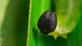 Caterpillar spinning silk #shorts #caterpillar #life #larva