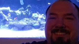 Aquarium Chat & Lemons for Leukemia Challenge