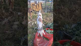 Goat Feeding | Goat For Dashara #Goat