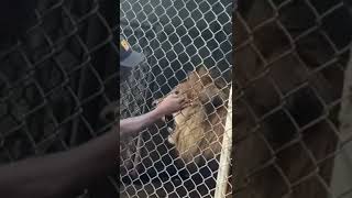 Lion bite off man finger in Jamaica #shorts