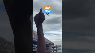 WAR EAGLE💙🧡🦅. Release of Eagle Independence. #auburn #eagle #auburnfootball #shorts #football