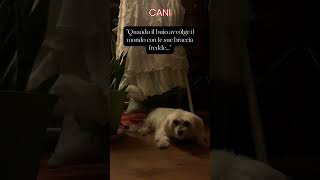 Quando il buio avvolge il mondo con le sue braccia fredde #animali #aforismi #frasedelgiorno #cane