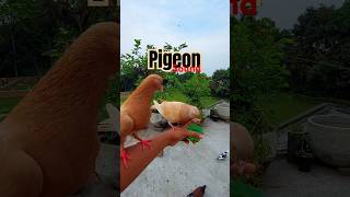 Pigeon sounds to attract Pigeon #pigeon